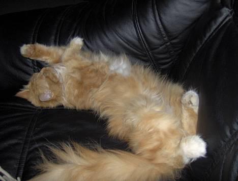 Blanding af racer Perle - Gab gab, tror lige jeg tager mig en lur efter al den klatren i træer billede 10