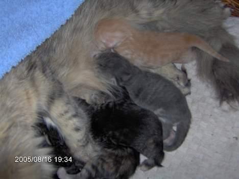 Norsk Skovkat Asta - så kom killinger.. det var dejligt.. billede 15