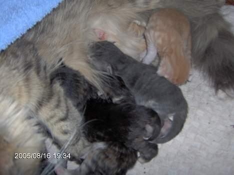 Norsk Skovkat Asta - mad , mad og atter mad.. billede 16