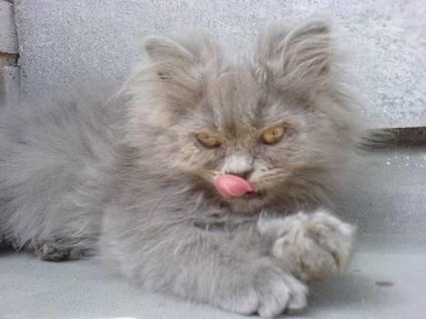 Perser Fiona - 12uger gammel...*S*  billede 11