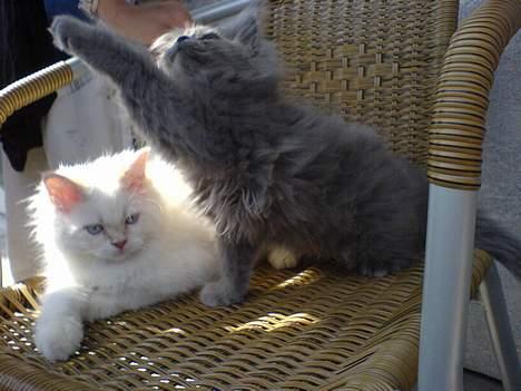 Perser Fiona - fidel og fiona 12uger... billede 12