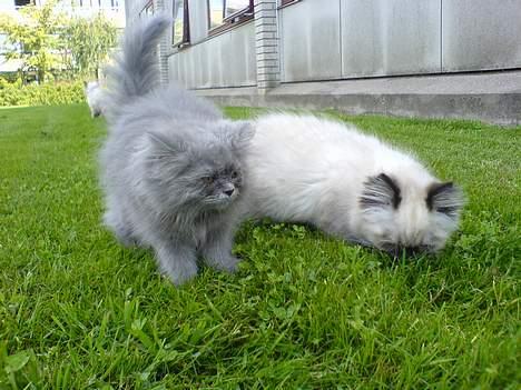 Perser Fiona - Fiona & Coco chanel ude i det fri...(12uger gamle) billede 13