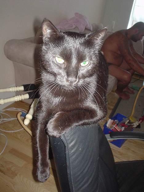 Blanding af racer Majse - her ligge hun på ryglænet af vores lænestol, som hun nu har flænset så meget, at vi ska have ny.. billede 1