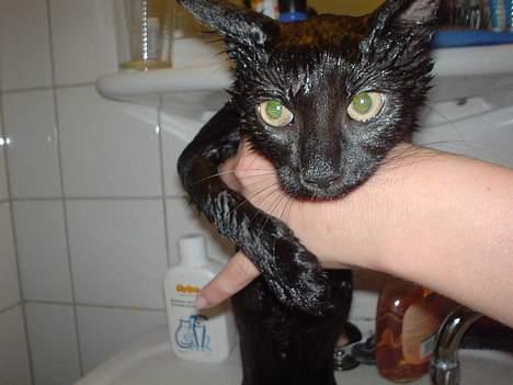 Blanding af racer Majse - dette billede er fra da hun ikke var så stor, hun kan bestemt ikke li´ vand.. billede 2