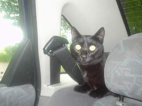 Blanding af racer Majse - hun kan godt li´ at køre bil.. hehe billede 3