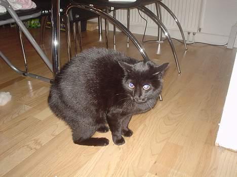 Blanding af racer Majse - så.. der mødte hun vores hund Tyzon.. hehe.. den er hun ikke så glad for..  billede 4