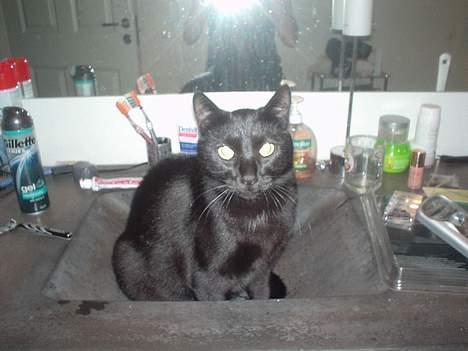 Blanding af racer Majse - majse i vores håndvask.. billede 5