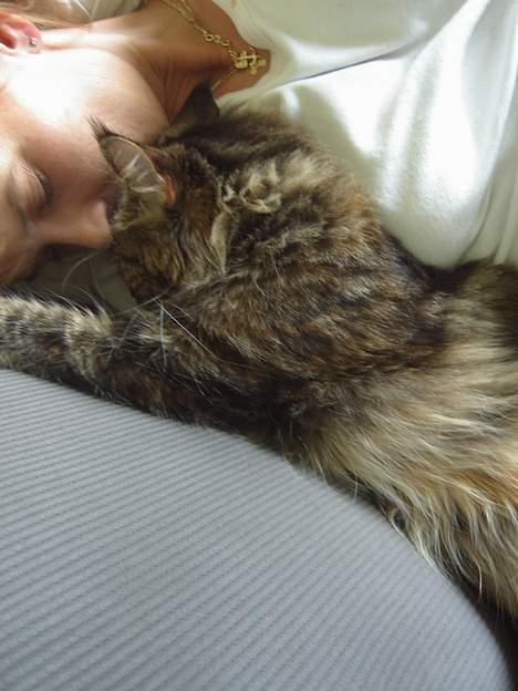 Maine Coon Evita - efter en lang weekendt er det godt at putte sammen billede 8