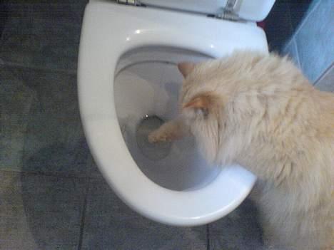 Blanding af racer Leopold - Fiske, fiske billede 14