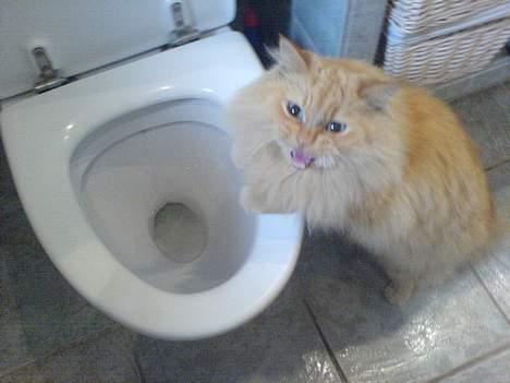 Blanding af racer Leopold - "Så træk dog!" skulle man næsten tro han sagde billede 15