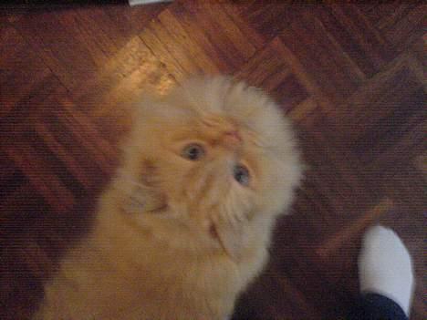 Blanding af racer Leopold - "Har du kattemad deroppe?!" billede 16