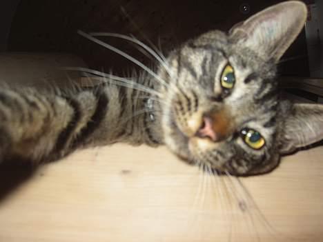 Blanding af racer Mistanke - Det er mig der er Mistanke billede 1