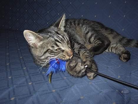 Blanding af racer Mistanke - Fanget... billede 2