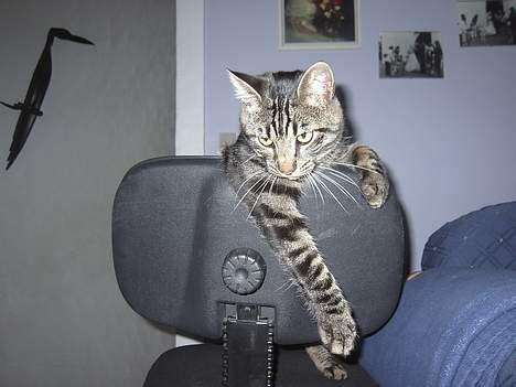 Blanding af racer Mistanke - Hva?? billede 3