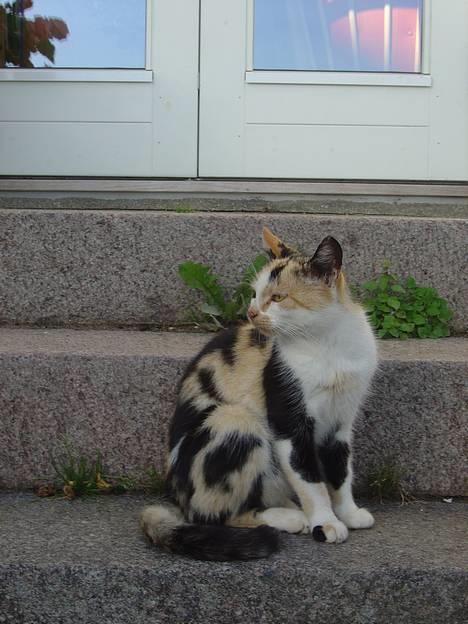 Huskat Pernille - er jeg ikke smuk..??? billede 1