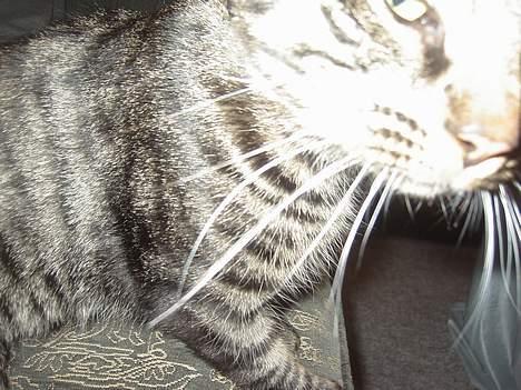 Blanding af racer Mistanke - LIDT nærgående..... billede 4