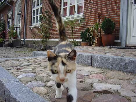 Huskat Pernille - her kommer jeg billede 2