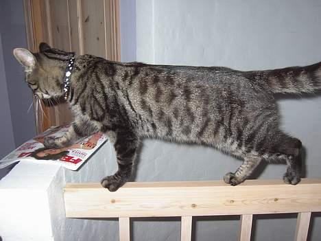 Blanding af racer Mistanke - Elegant som en tiger billede 5