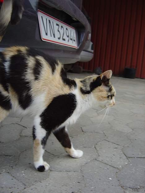 Huskat Pernille - det er godt at ha en bil at gnubbe sig op af billede 3