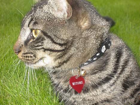 Blanding af racer Mistanke billede 6