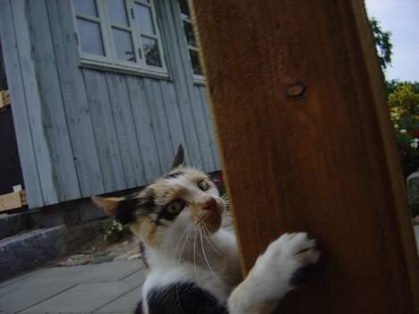 Huskat Pernille - Den pæl trænger til at blive revet lidt i billede 4