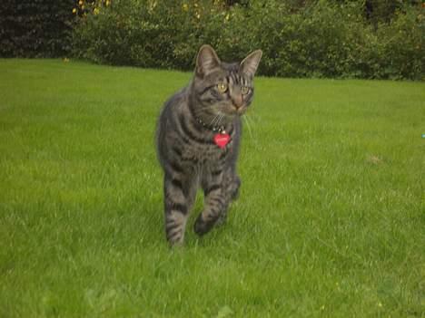 Blanding af racer Mistanke - Der kommer Rollo hvist... billede 7