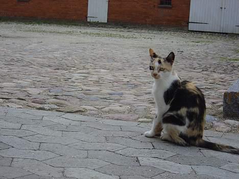 Huskat Pernille billede 5