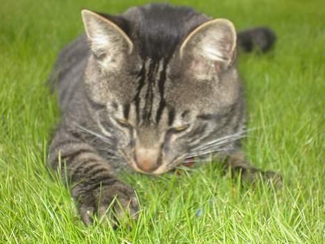 Blanding af racer Mistanke - Hva er det der lugter???????? billede 8