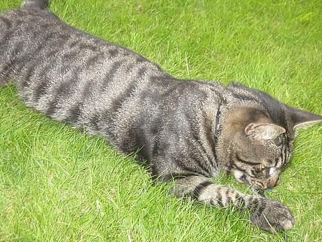 Blanding af racer Mistanke - MuHAHA FANGET!!!!!! billede 9