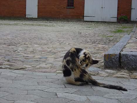 Huskat Pernille - Og så skal jeg lige vaskes billede 6