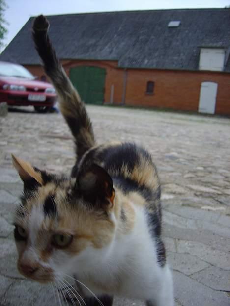 Huskat Pernille billede 7