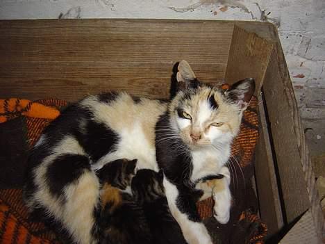 Huskat Pernille - Pernille og killinger billede 8