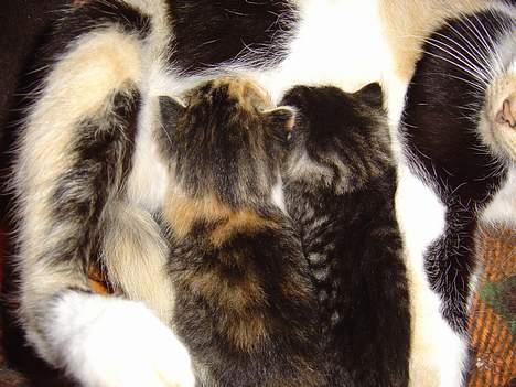 Huskat Pernille - Killingerne billede 9