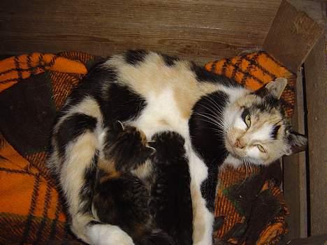 Huskat Pernille billede 10