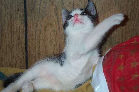 Blanding af racer Toulouse *TIL SALG* - En flue! billede 9