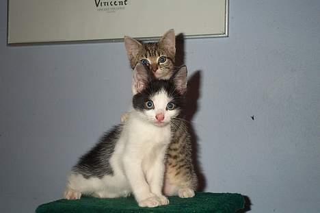 Blanding af racer Toulouse *TIL SALG* - Mad, sagde du? billede 10