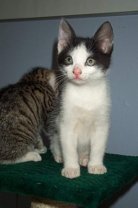 Blanding af racer Toulouse *TIL SALG* - Lille mand billede 11