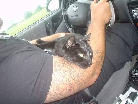 Blanding af racer Majse - min kæreste med majse, da vi er på vej hjem fra lalandia.. billede 6