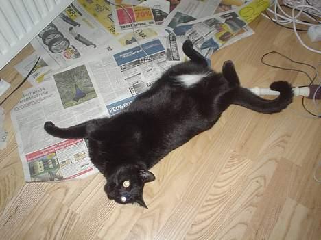 Blanding af racer Majse - smukke tykke majse igen.. hehe.. billede 7