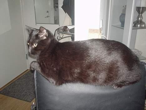 Blanding af racer Majse billede 8