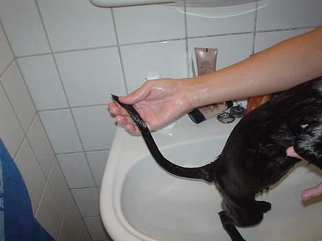 Blanding af racer Majse - majses dejlige lange hale.. smiler.. billede 9