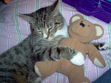 Blanding af racer Sheila - nåå hvor er hun bar sød... ikk??? billede 1