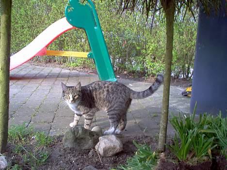 Blanding af racer Sheila - kuk kuk.... der er du jo:D billede 2