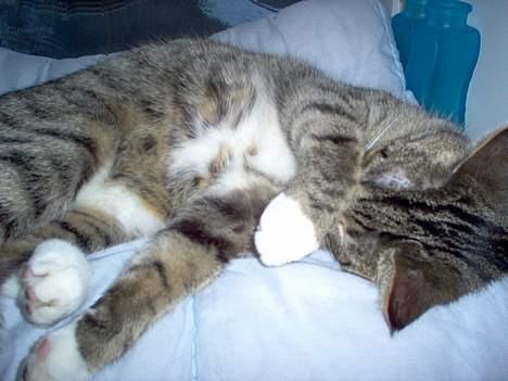 Blanding af racer Sheila - og vi sover dagen lang... ikke sand?t.. hehe billede 3