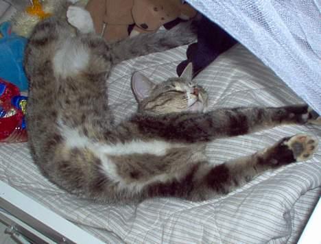 Blanding af racer Sheila - og vi strækker os lie ud...;) billede 4