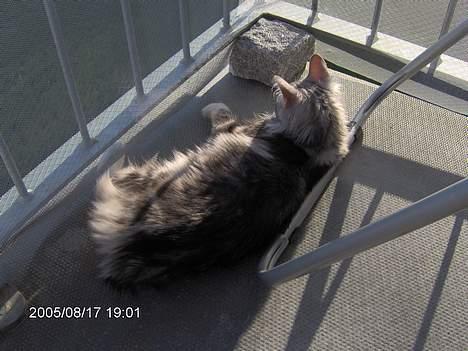 Norsk Skovkat Faramir - ahh ude i solen. ligger og nyder vejret.. billede 14