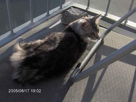 Norsk Skovkat Faramir - hvem er det der ligger der bag mig??? billede 15