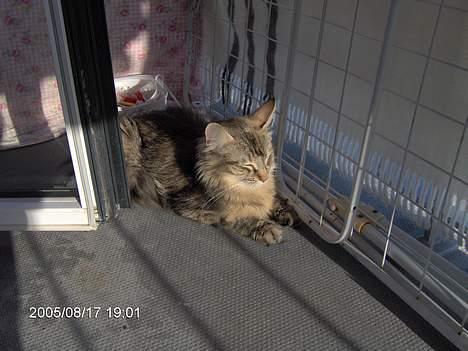 Norsk Skovkat Asta - skønt at ligge udenfor.. billede 17