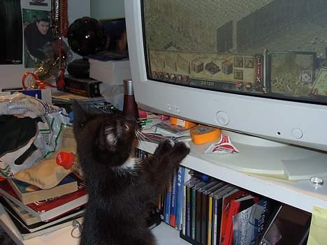 Blanding af racer / Norsk Skovkat  Røskva  - Hvad er det for en sjov ting?? billede 18