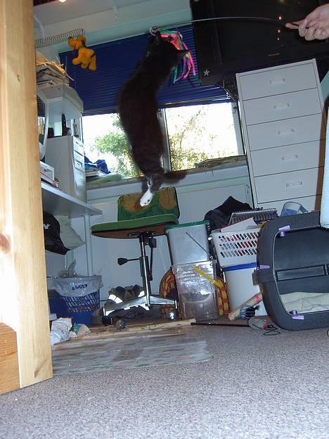 Blanding af racer / Norsk Skovkat  Røskva  - Så højt kan den lille kat hoppe. billede 19